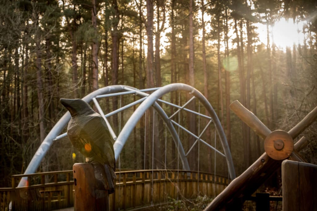 Hamsterley Forest 2