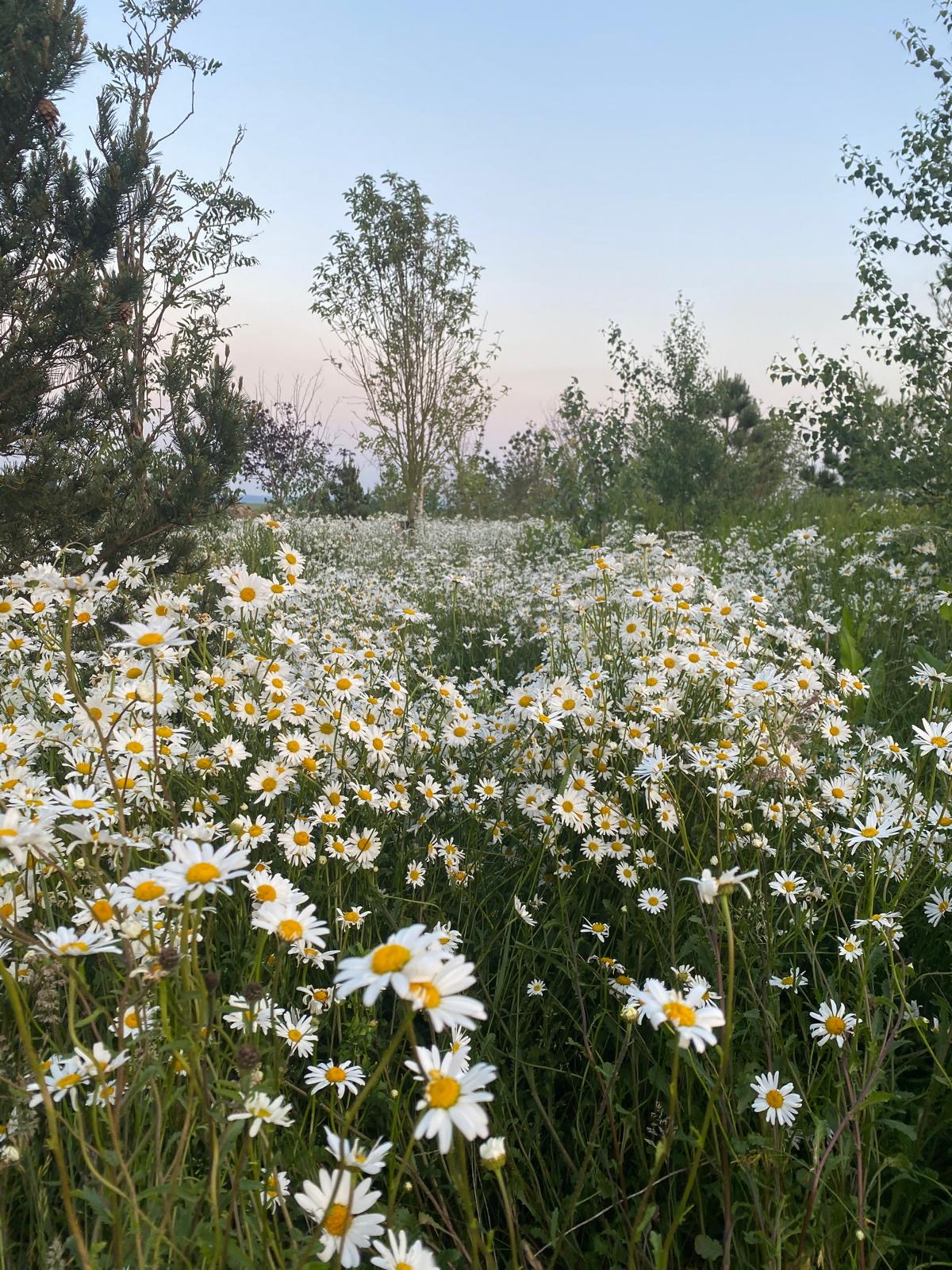 Front Garden & Surroundings (15)