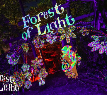 Beamish Hall – Forest of Light