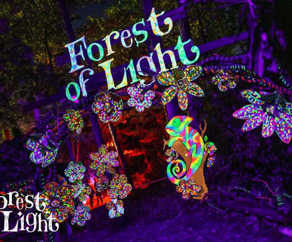 Beamish Hall – Forest of Light