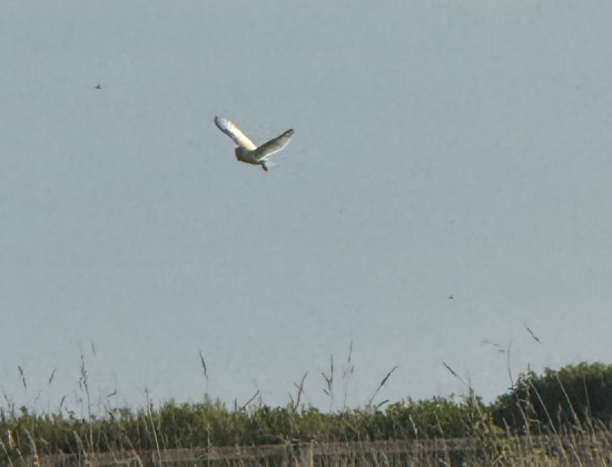 white owl